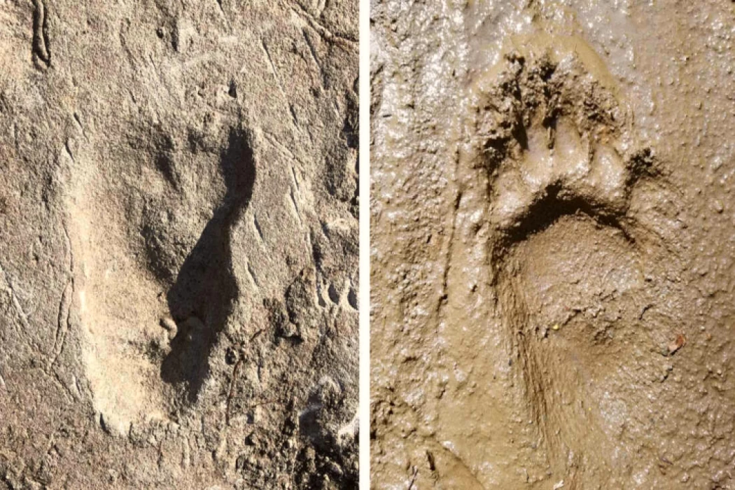 Information about the Oldest Human Footprints